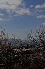 梅園ととんび？