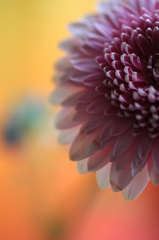 花フォト④