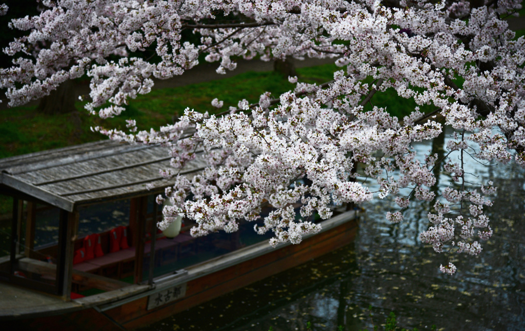 京都伏見のさくらと十石舟