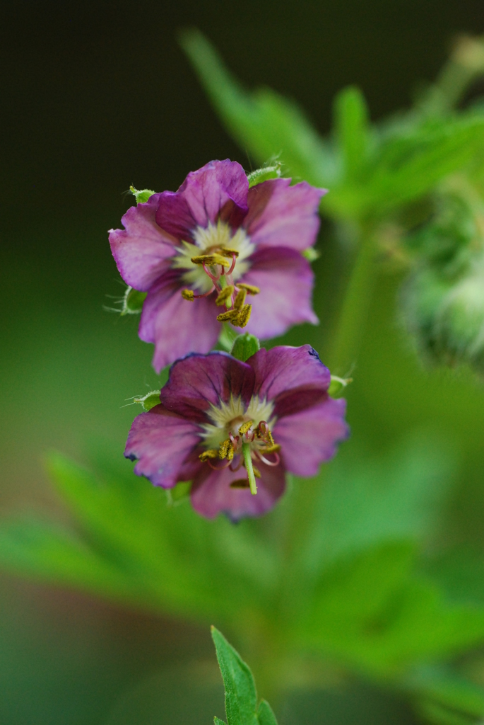 ゲラニューム（フウロソウ）