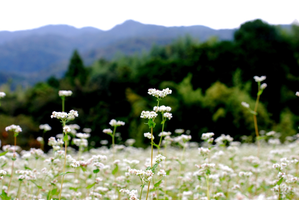 蕎麦の花畑