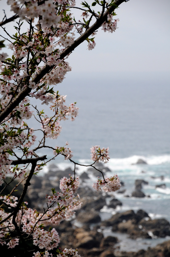 さくらと海①