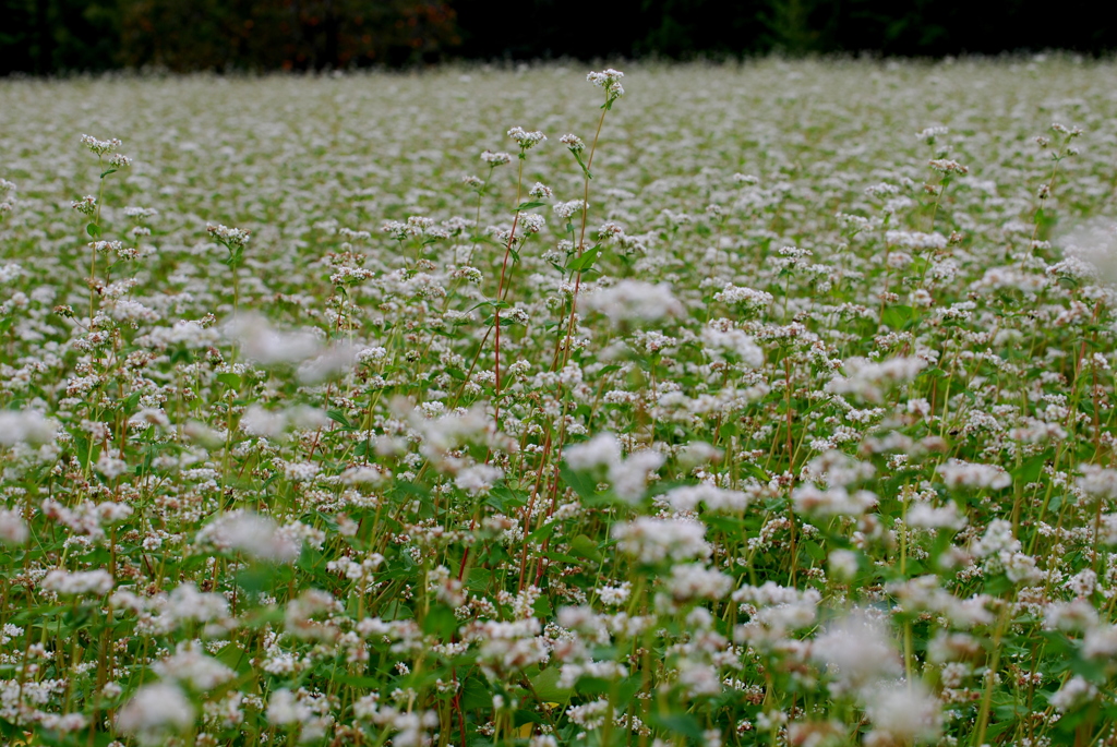 白いじゅうたん