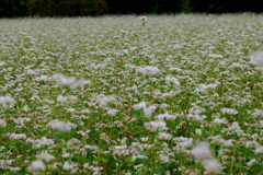 白いじゅうたん