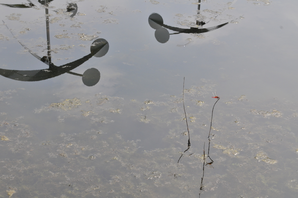 とんぼととんぼ＜秋ちかし＞