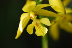 我が家の天使？