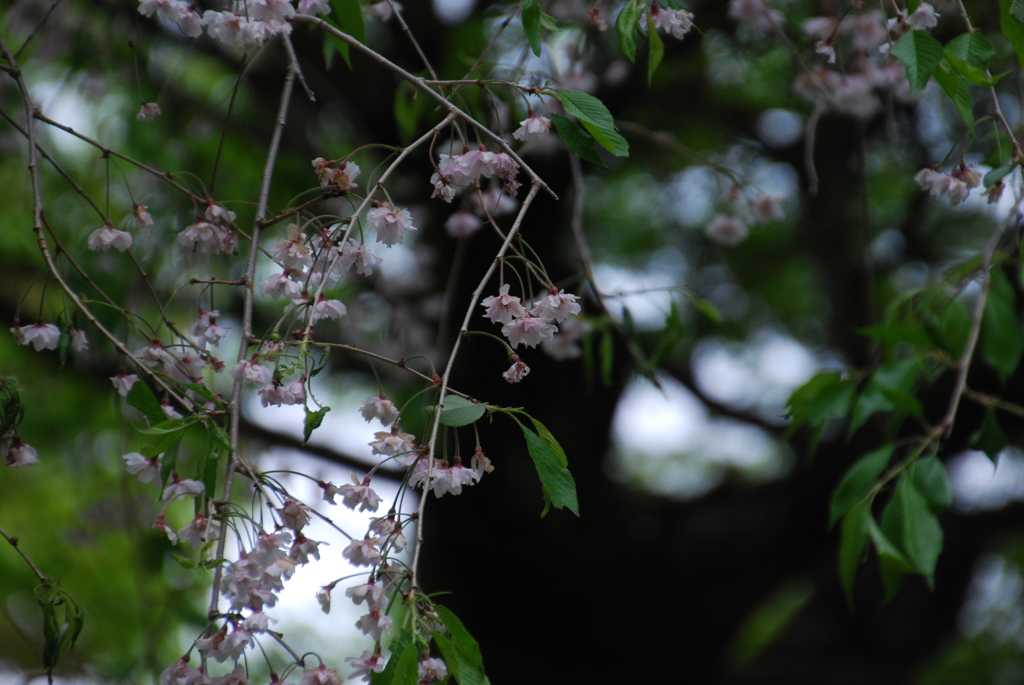 残ってた♪　枝垂桜