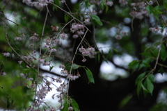 残ってた♪　枝垂桜