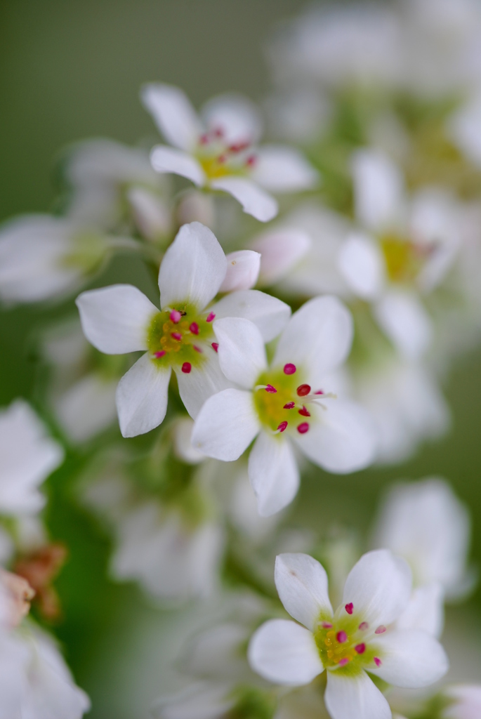 蕎麦の花