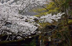 石山寺さくら