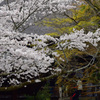 石山寺さくら