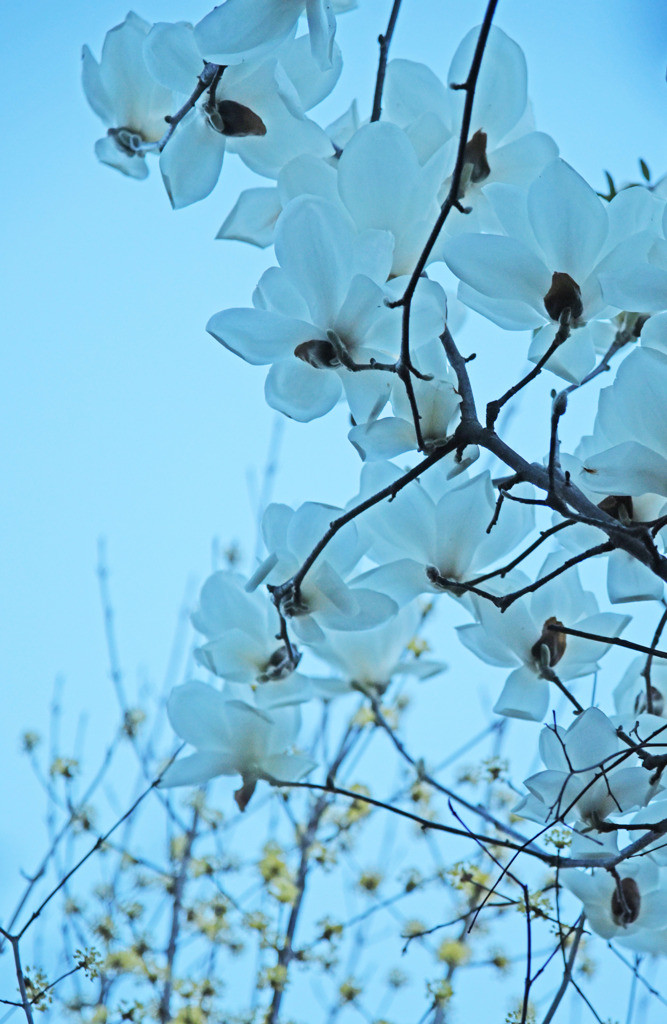 透けるハクモクレン