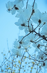 透けるハクモクレン