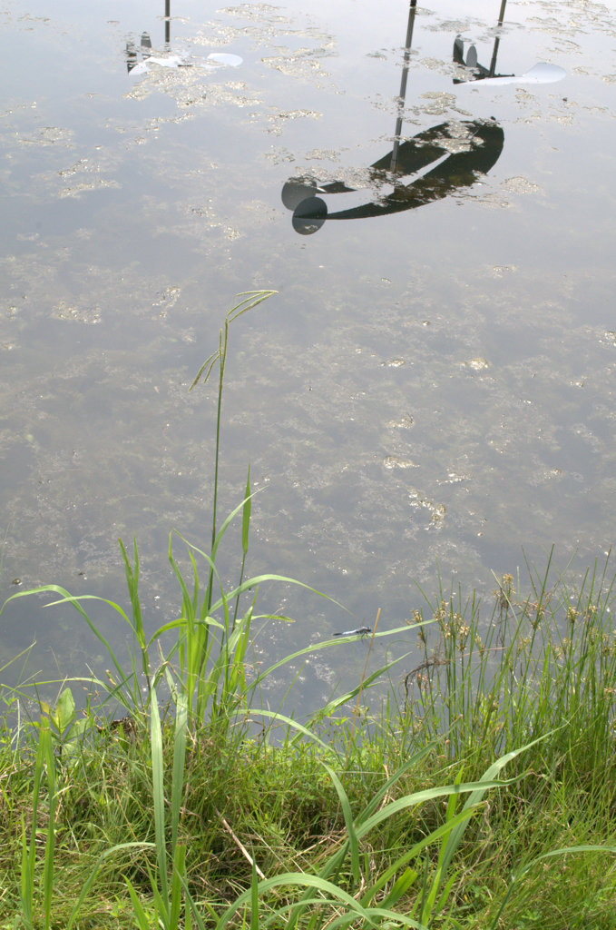 とんぼととんぼ