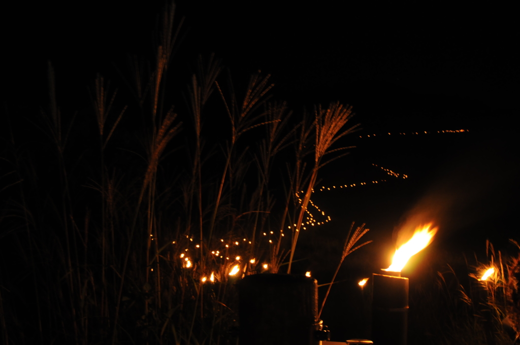 すすき道に明かりが灯る