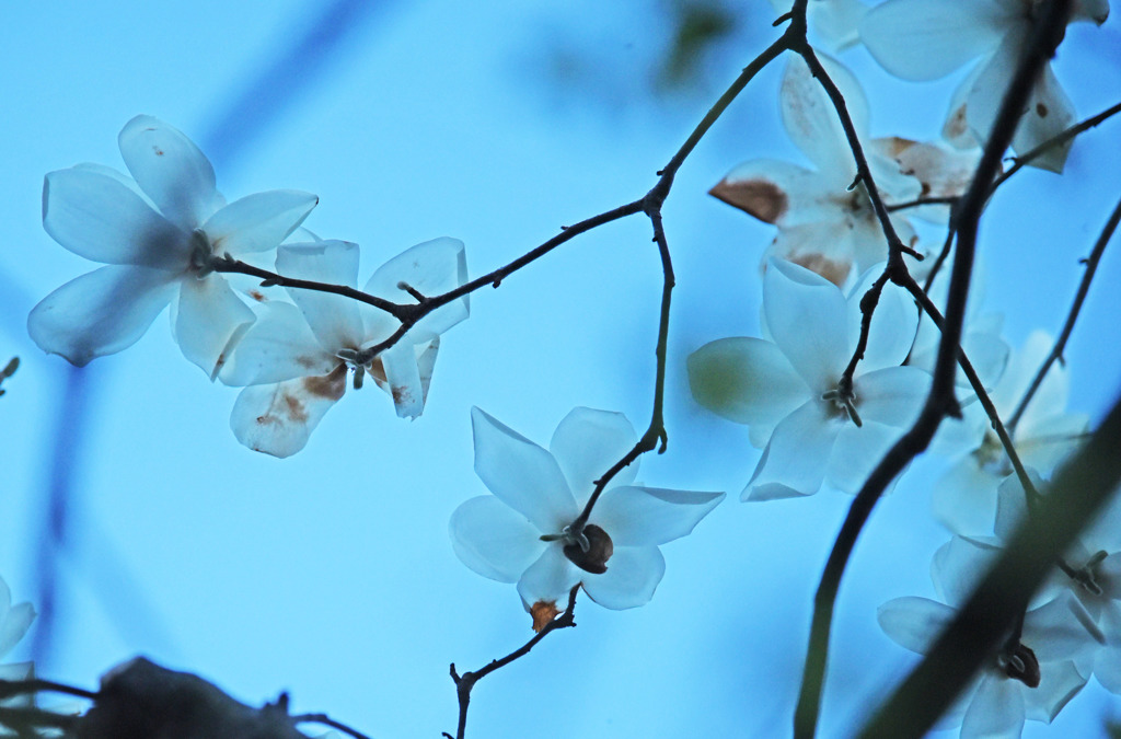 夕暮れのハクモクレン