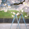 のどかな春