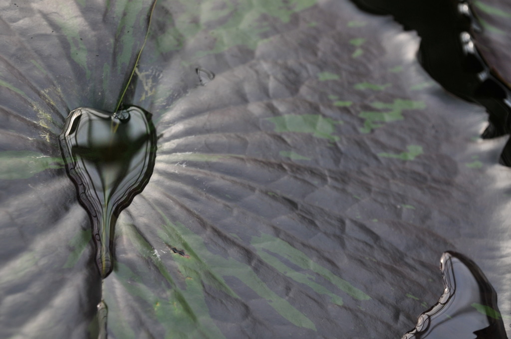 水玉バレンタイン