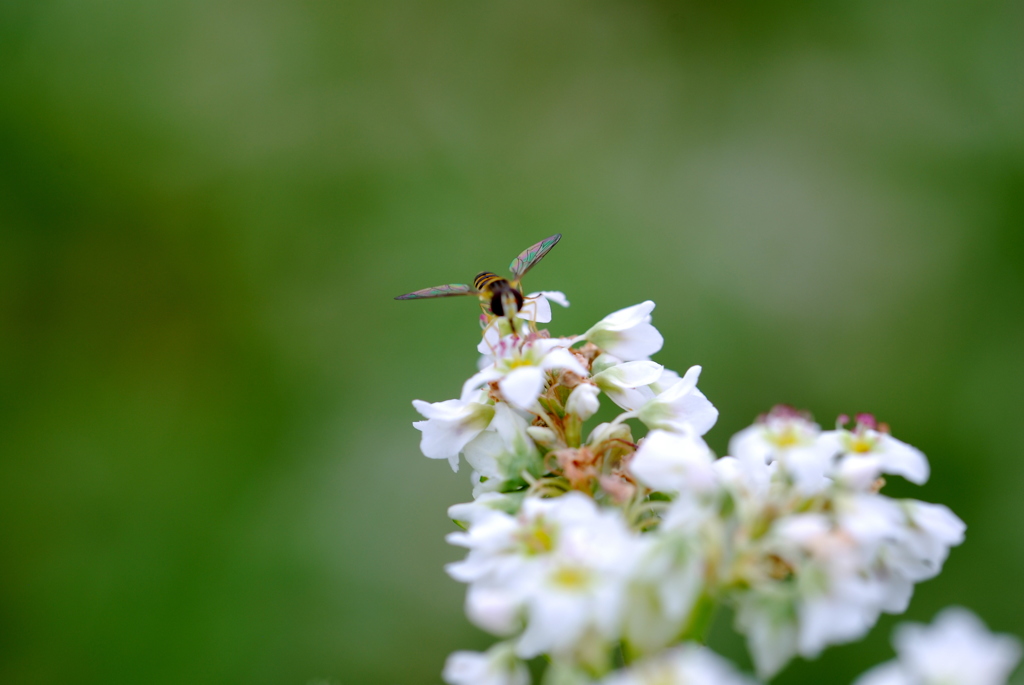 蕎麦の花に