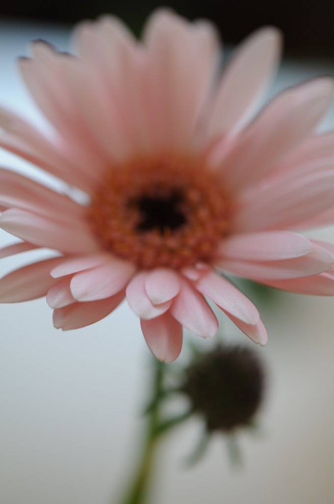 花フォト⑥