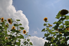 夏へ