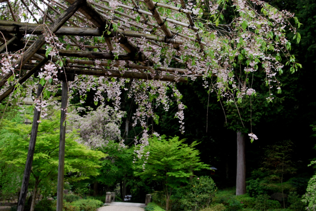 緑のなかに…枝垂桜