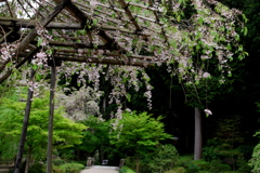 緑のなかに…枝垂桜