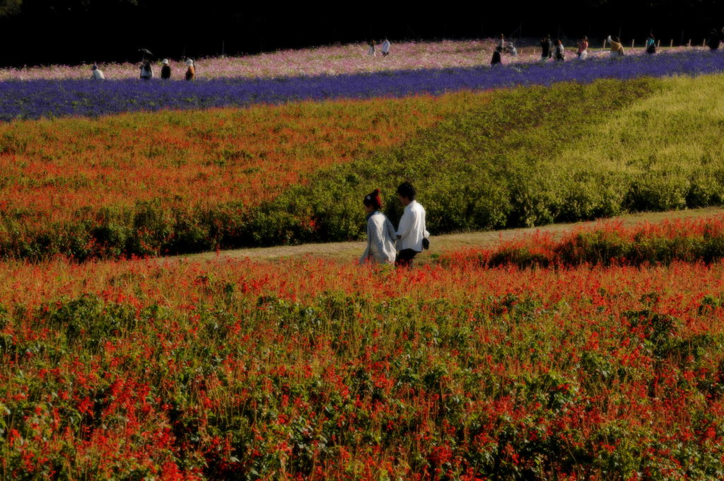 花パノラマ　②