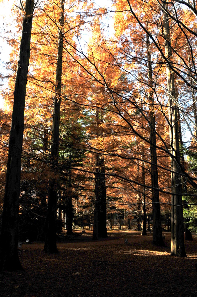 メタセコイアの紅葉