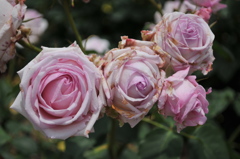 だんご兄弟？姉妹？