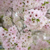 さくら満開②