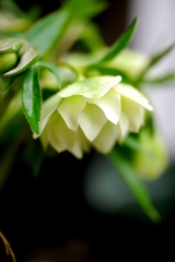 クリスマスローズダブル