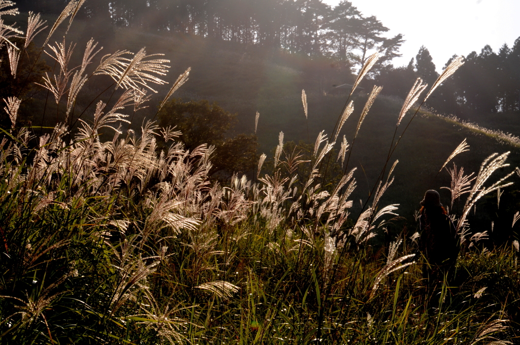すすきのなかを
