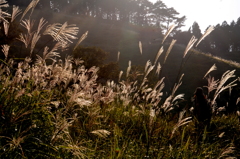 すすきのなかを