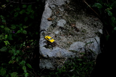 森の出来事から・・・あれ？