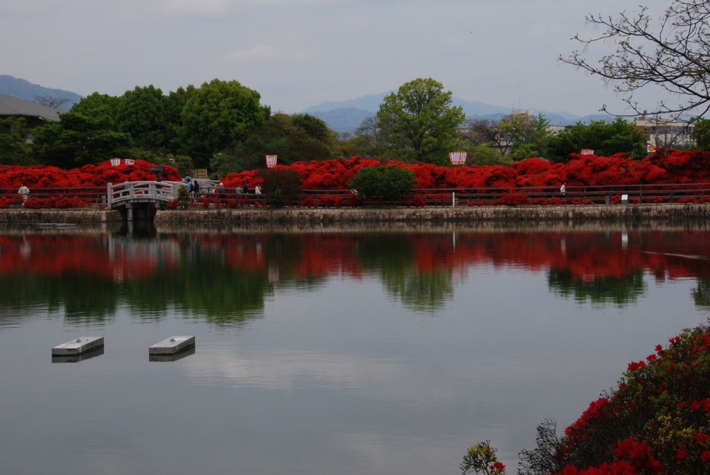 きりしまつつじ満開