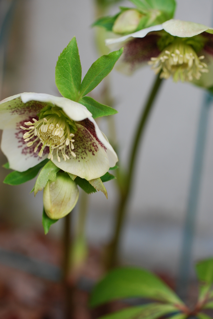 クリスマスローズ