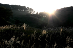 砥峰高原のすすき