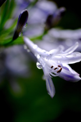 雨上がりの夕暮れ①
