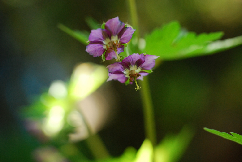 ゲラニューム（フウロソウ）①