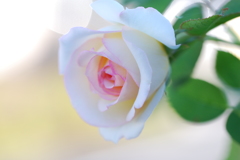 大好きブランピエール