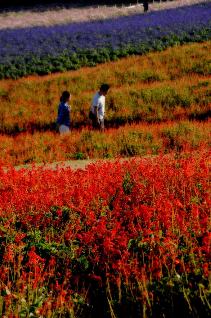 花パノラマ　④