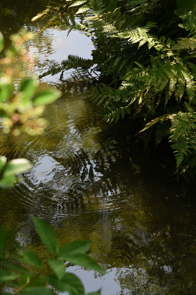 太陽の贈り物「水鏡」