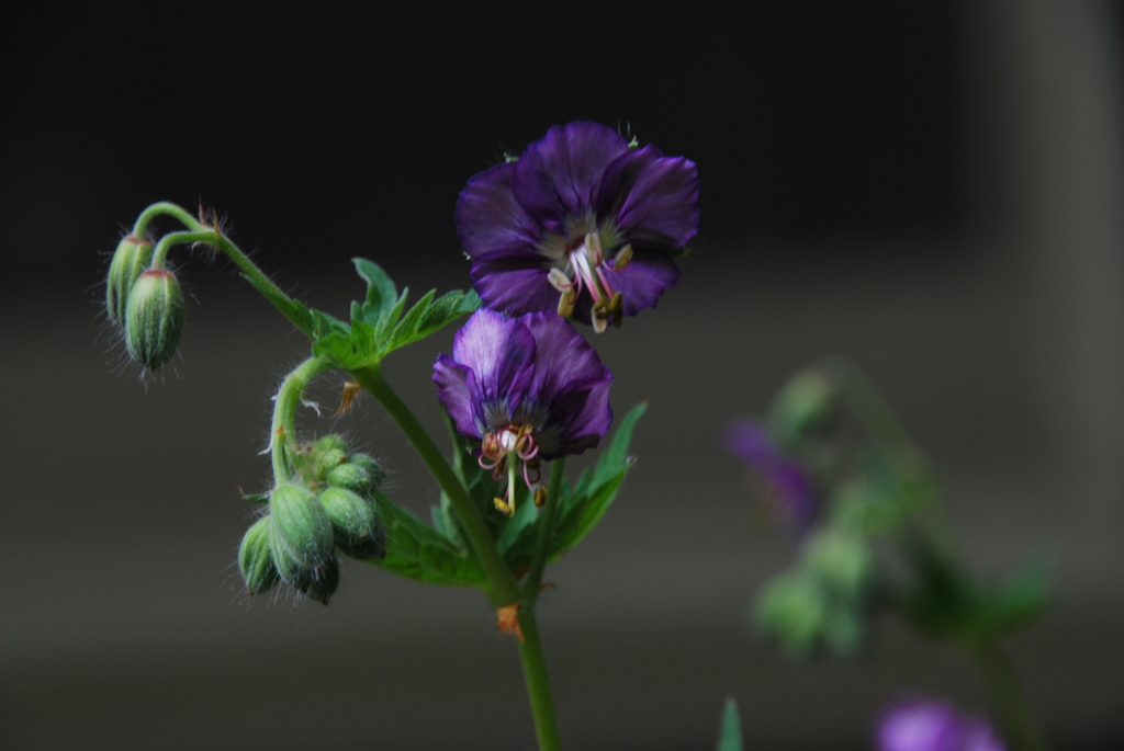 ゲラニウム  ①