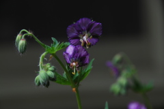 ゲラニウム  ①