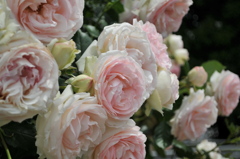 やっぱピエール