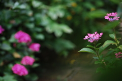 あじさいロード