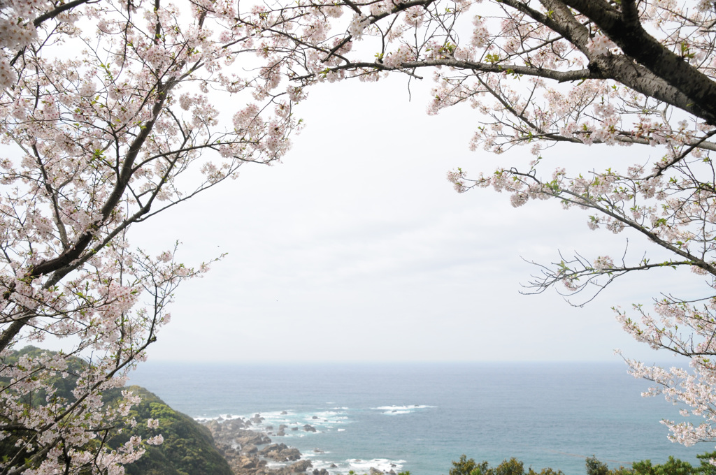 さくらと海③