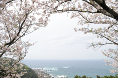 さくらと海③