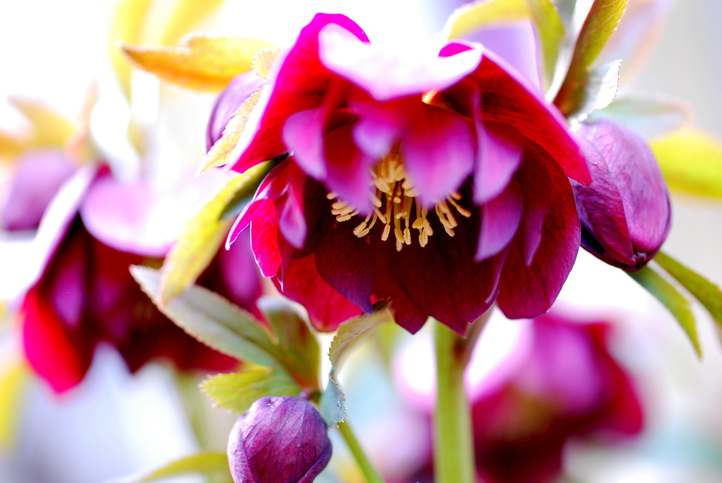 ワクワク　ダブルクリロー